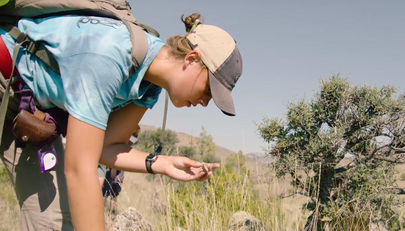 Woman in a field examining a rock