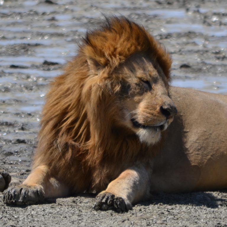 Male lion relaxing